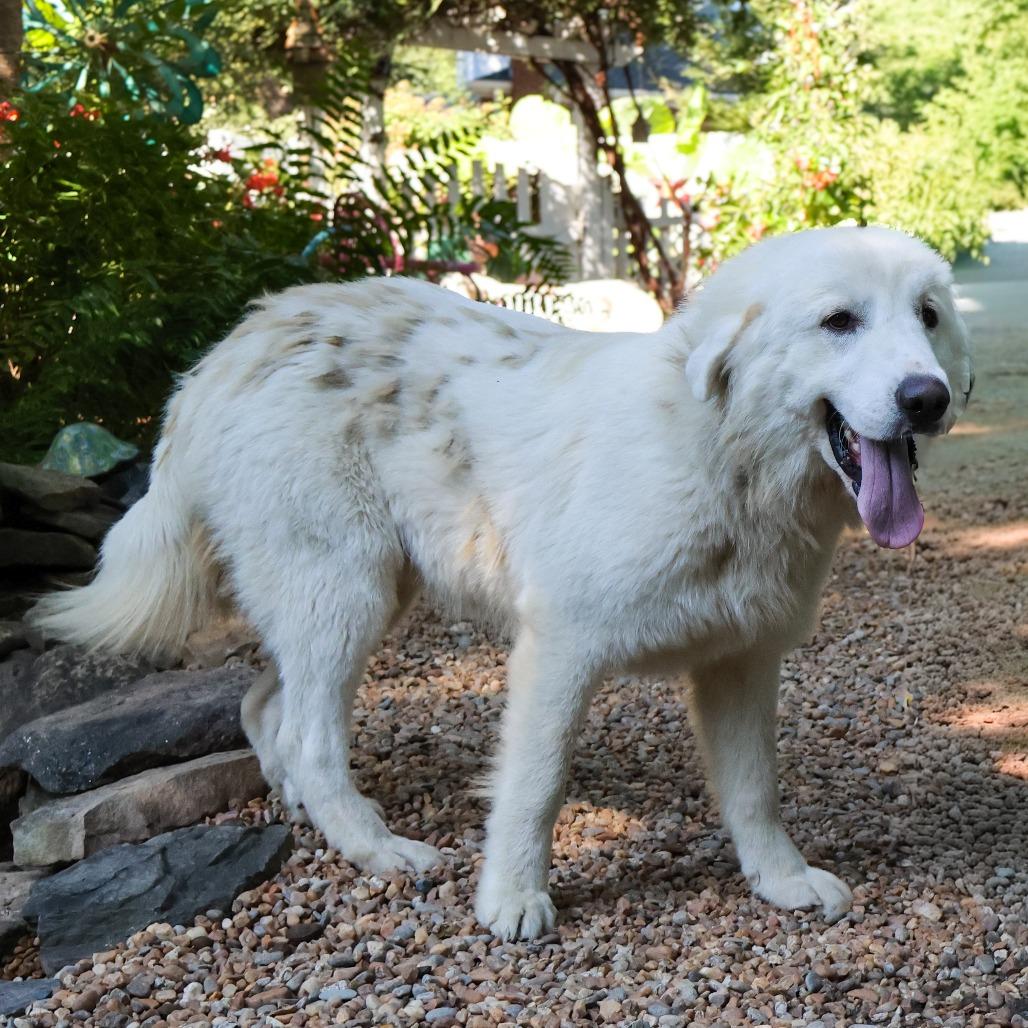 Enlarge Elliot, a Adoptable Great Pyrenees in Wake Forest, NC image 2/2