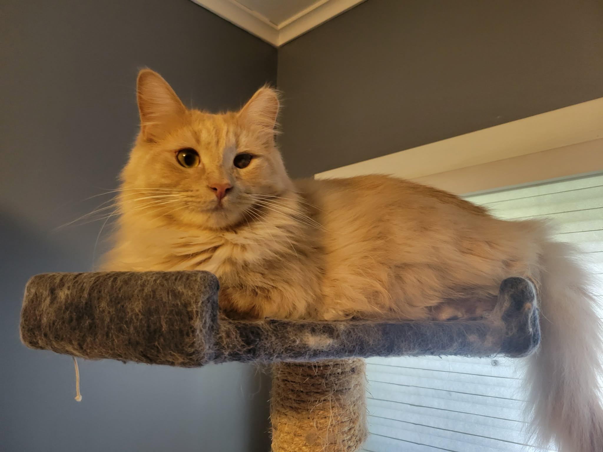 Fanta, ADOPTABLE, Young Male Domestic Long Hair.