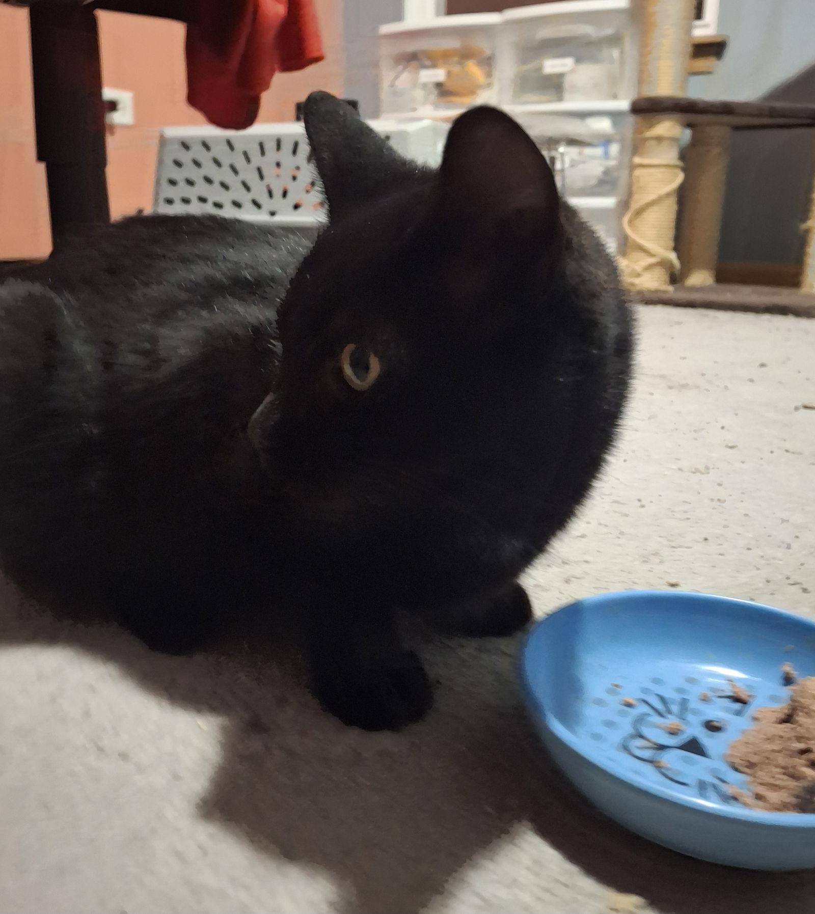 Christopher, Adoptable, Adult Male Domestic Short Hair.