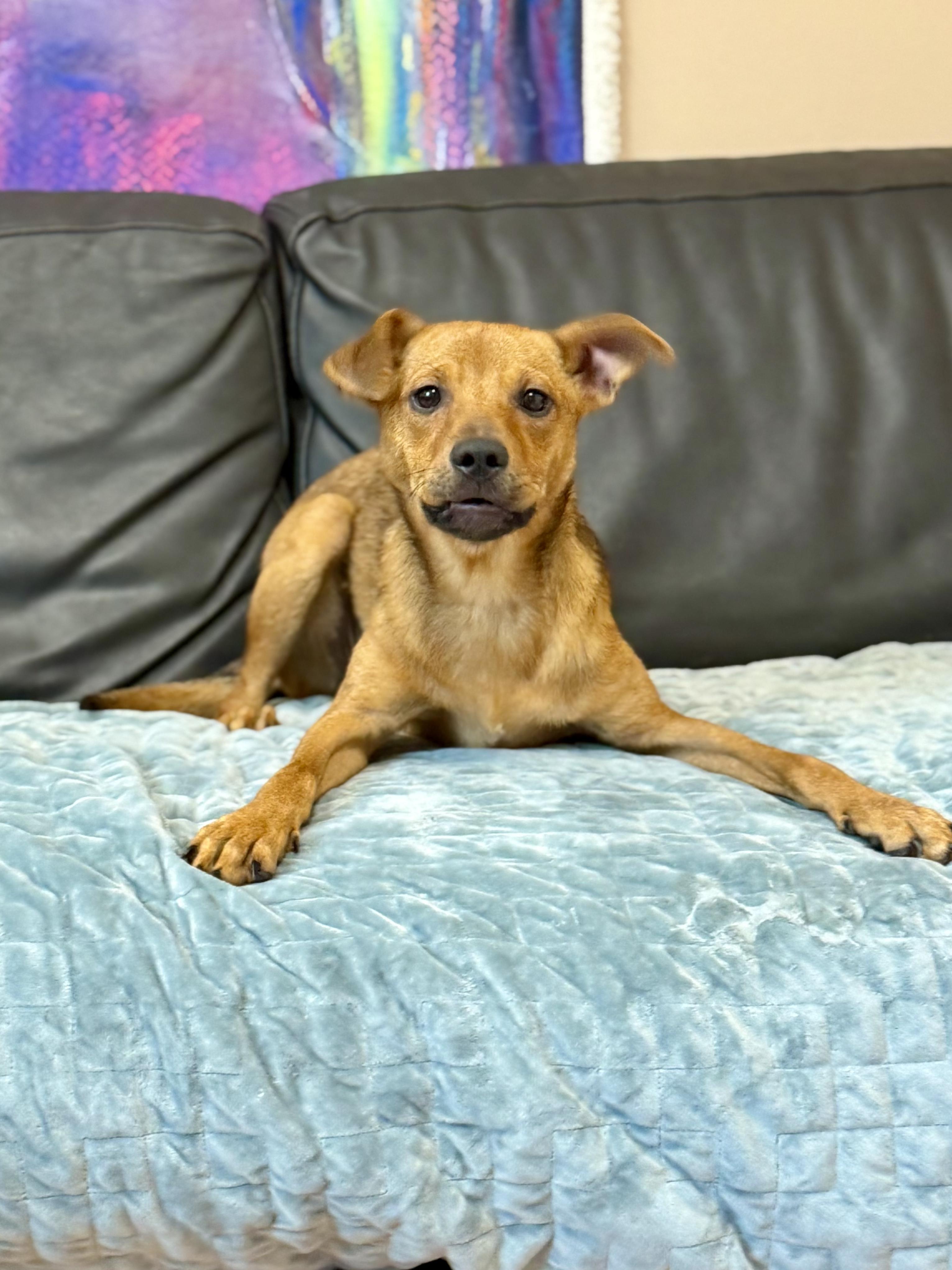 Enlarge Aurora, a Adoptable Mixed Breed in Rock Hill, NY image 4/5
