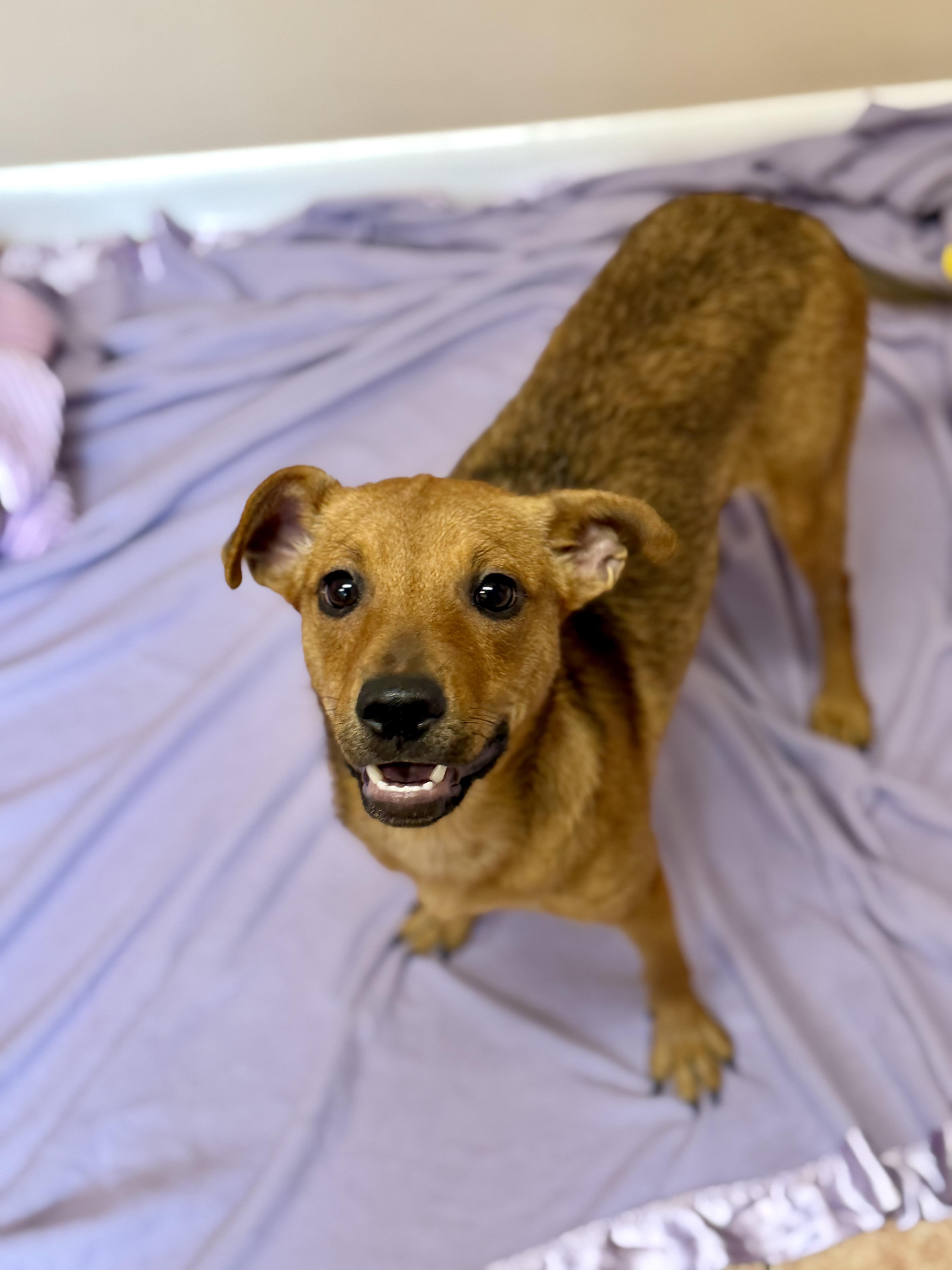Aurora, Adoptable, Puppy Female Mixed Breed.
