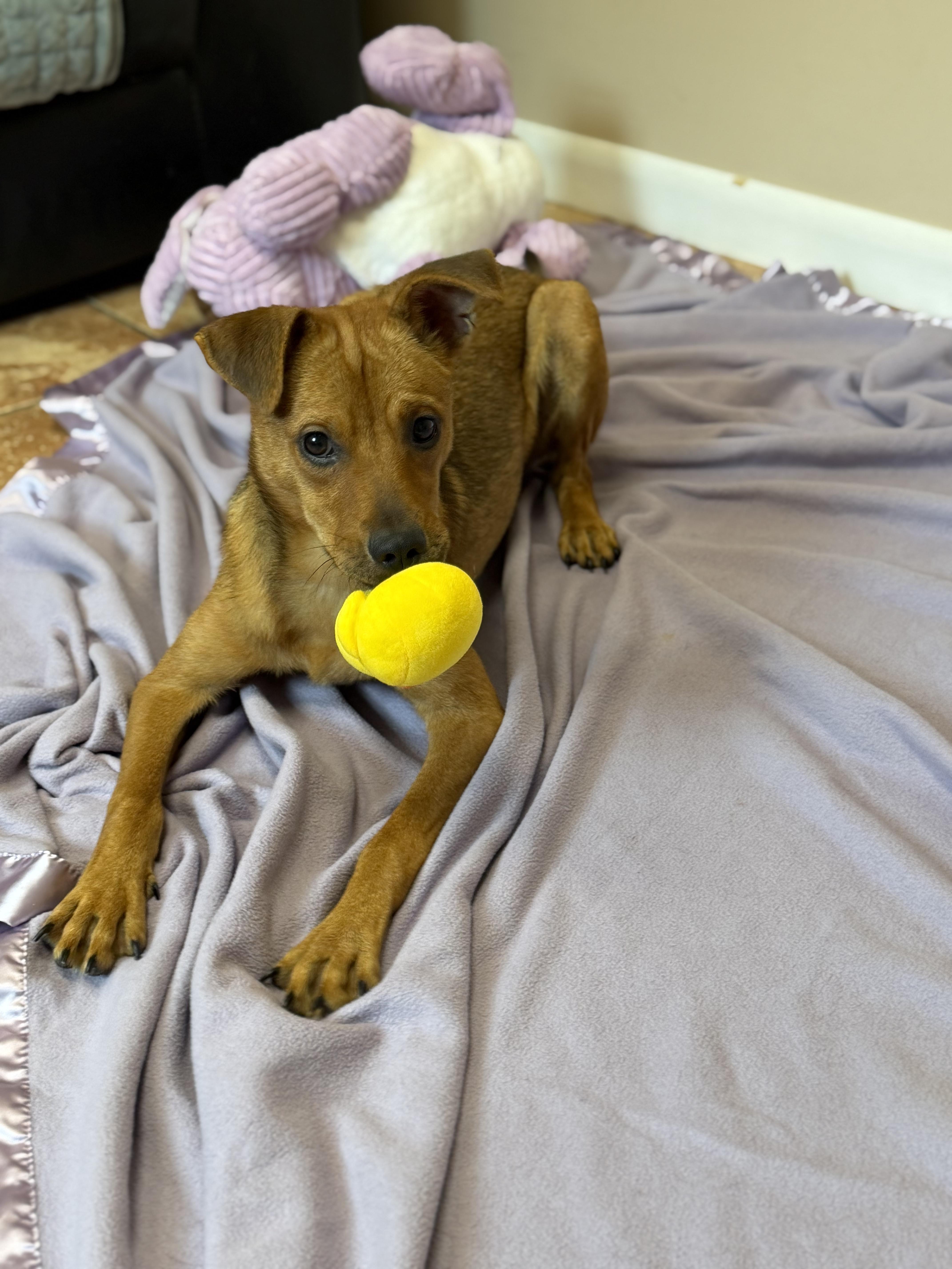 Enlarge Aurora, a Adoptable Mixed Breed in Rock Hill, NY image 3/5