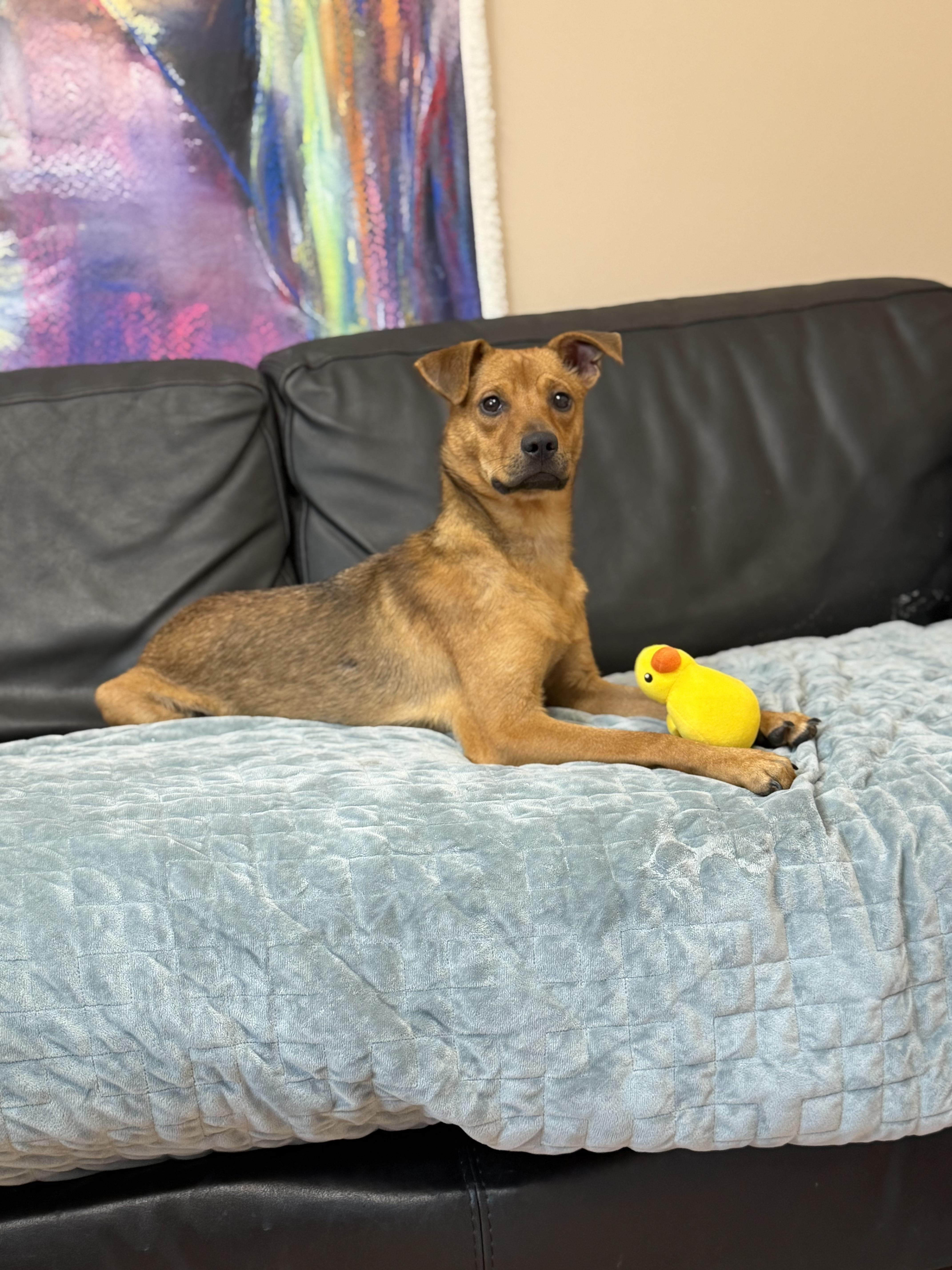 Enlarge Aurora, a Adoptable Mixed Breed in Rock Hill, NY image 5/5
