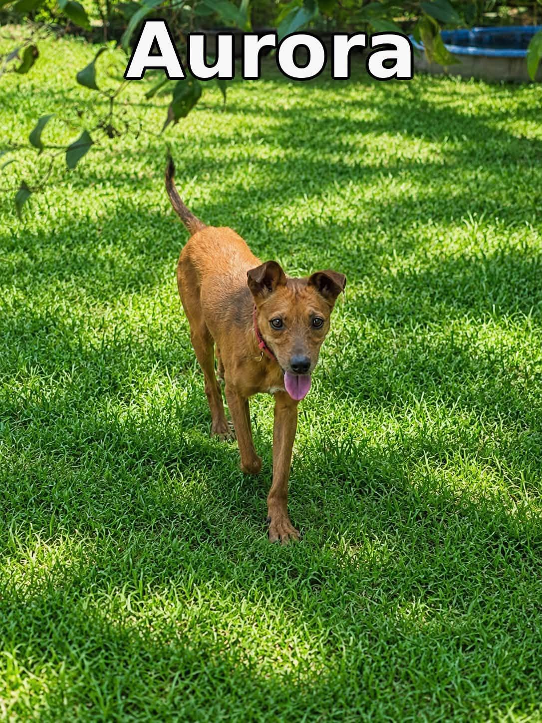 Enlarge Aurora, a Adoptable Mixed Breed in Rock Hill, NY image 2/5
