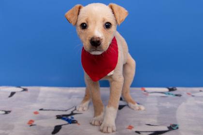 Jinx, Adoptable, Puppy Female Retriever & Mixed Breed.