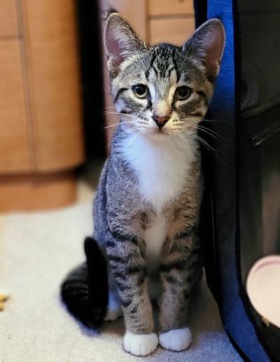 Enlarge Dobbin, a ADOPTABLE Domestic Short Hair in Mississauga, ON image 2/5