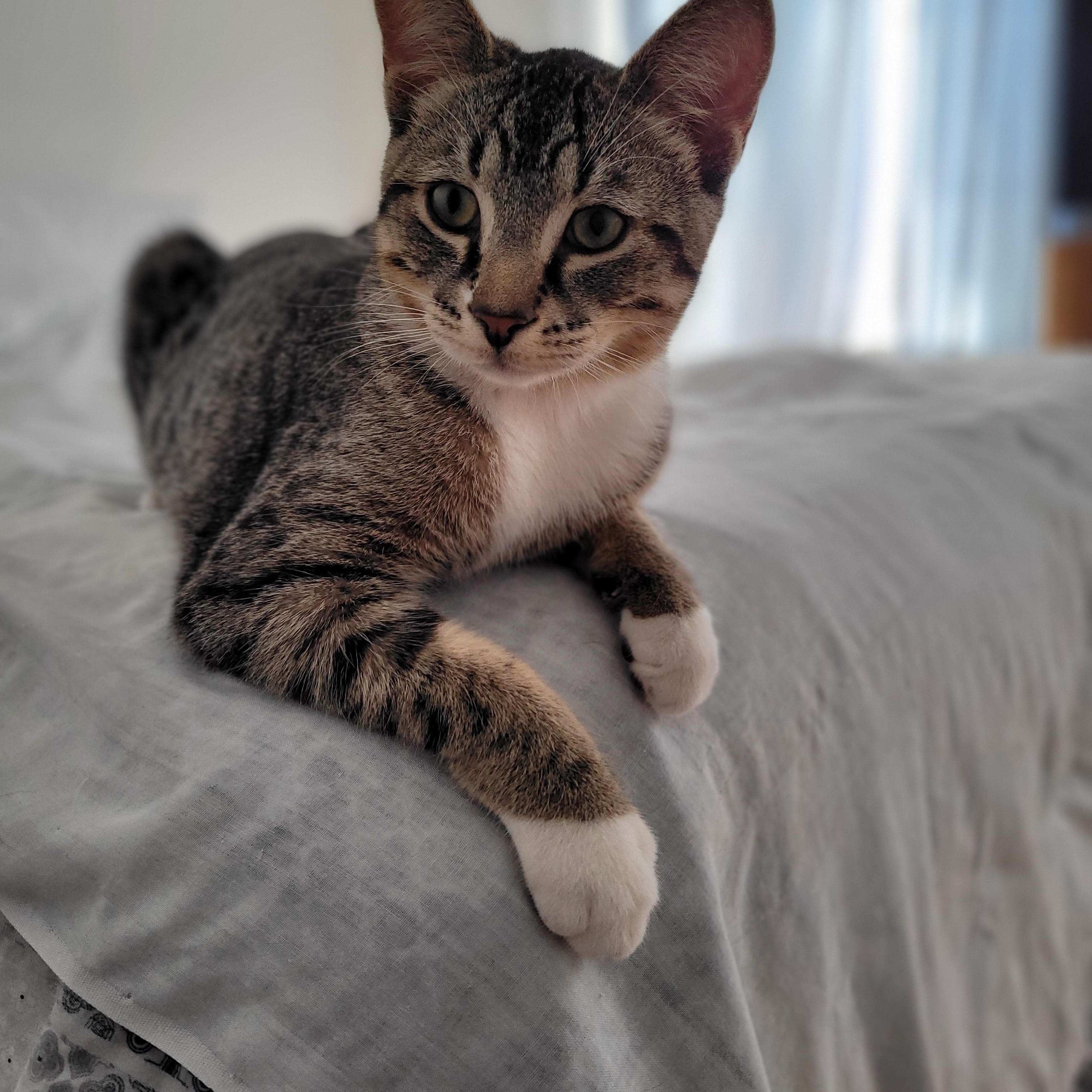 Dobbin, ADOPTABLE, Kitten Male Domestic Short Hair.