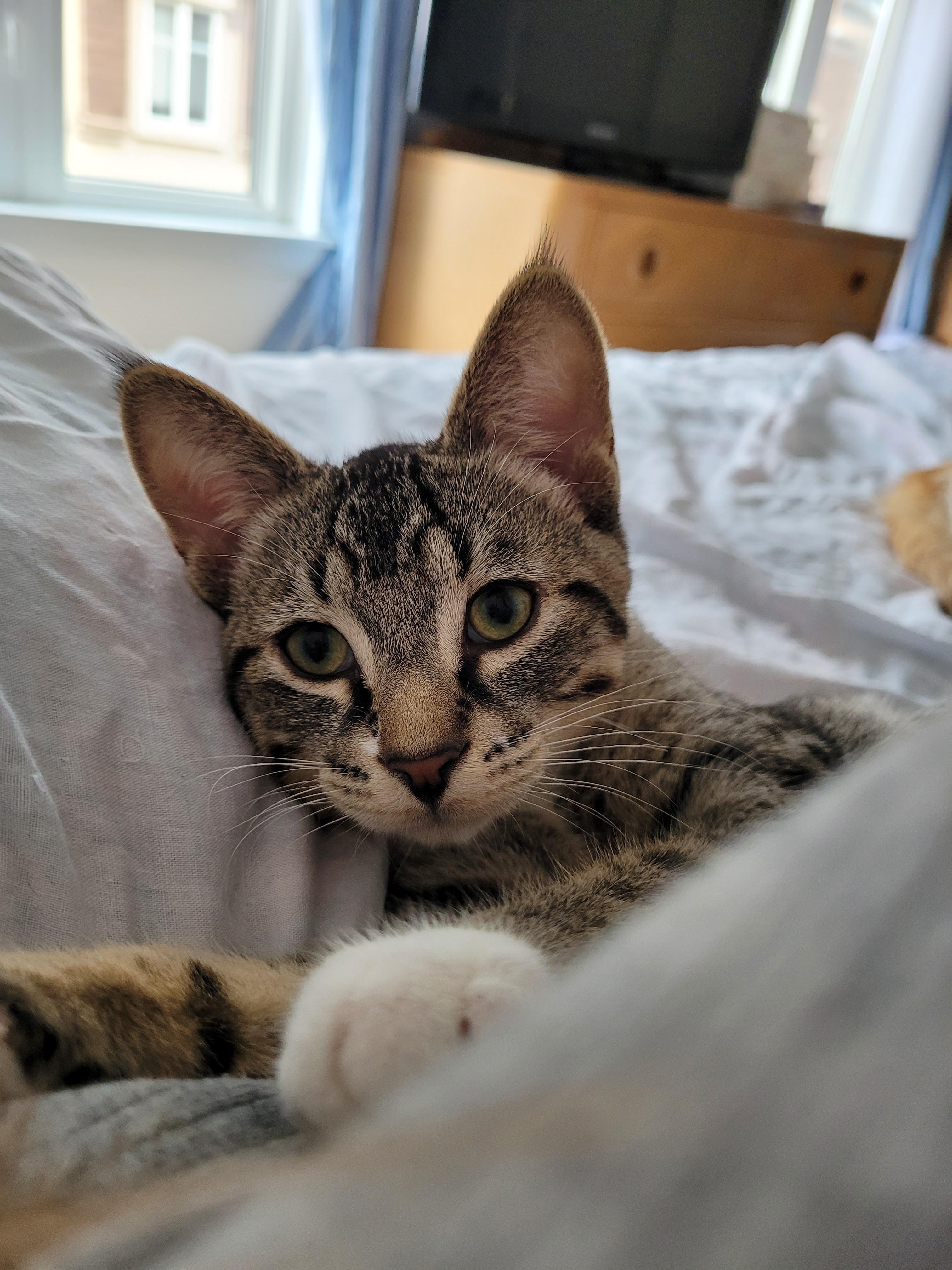 Enlarge Dobbin, a ADOPTABLE Domestic Short Hair in Mississauga, ON image 3/5