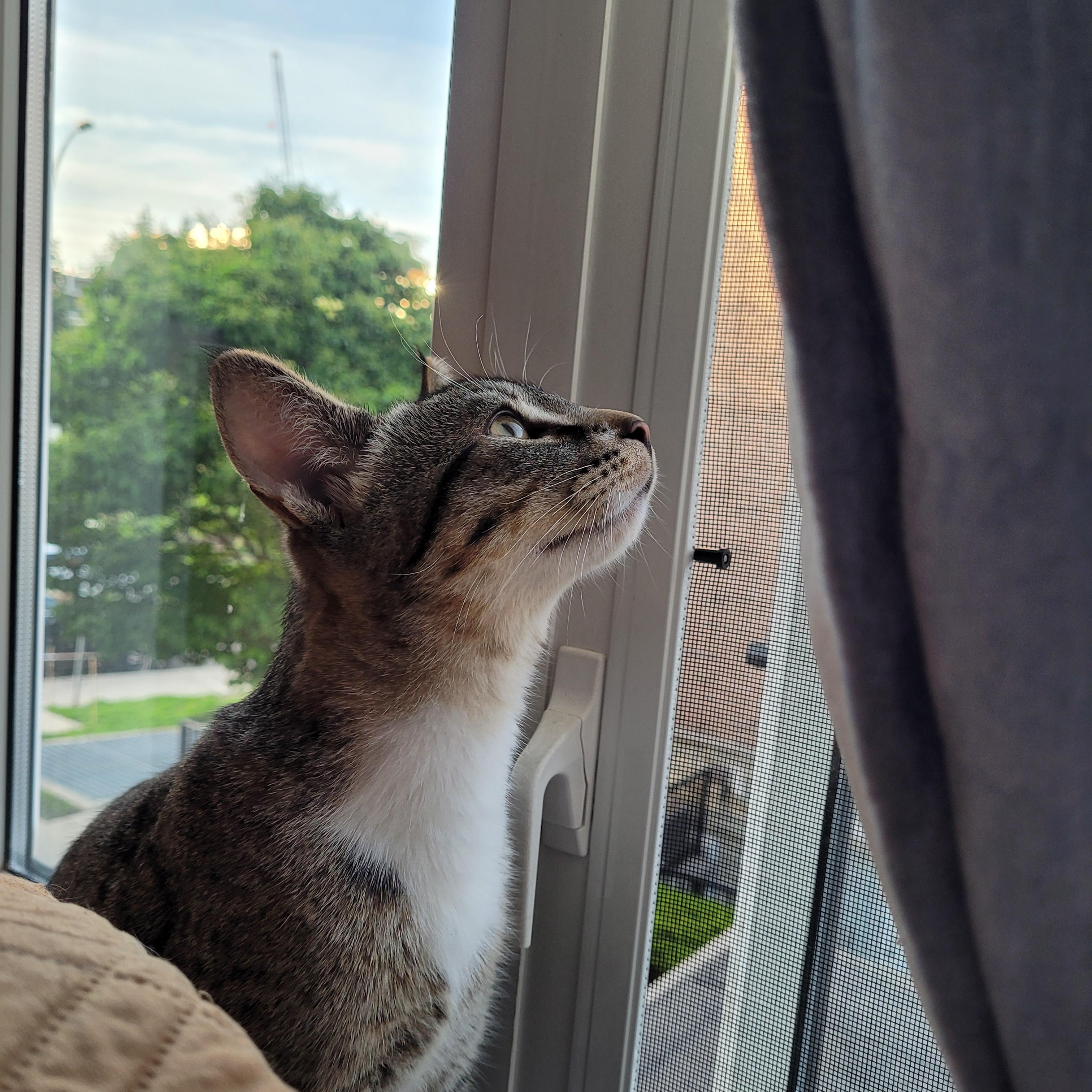 Dobbin, a ADOPTABLE Domestic Short Hair in Mississauga, ON image 3/6