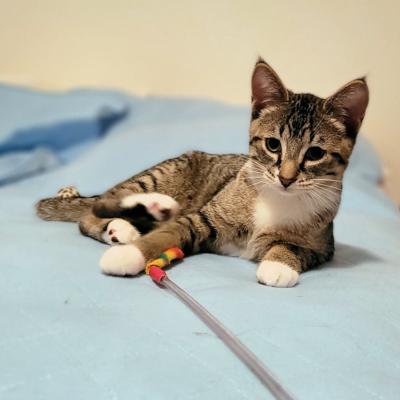 Enlarge Dobbin, a ADOPTABLE Domestic Short Hair in Mississauga, ON image 1/5