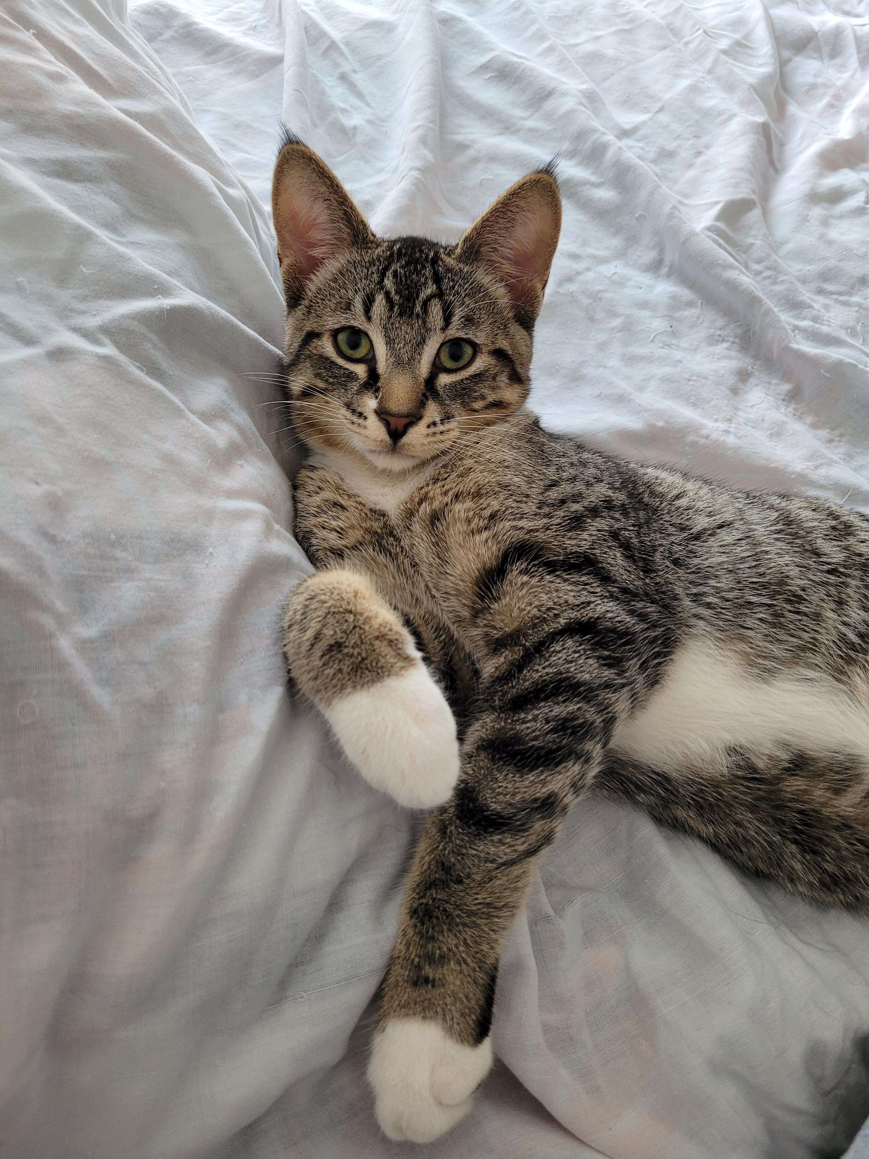 Enlarge Dobbin, a ADOPTABLE Domestic Short Hair in Mississauga, ON image 5/5