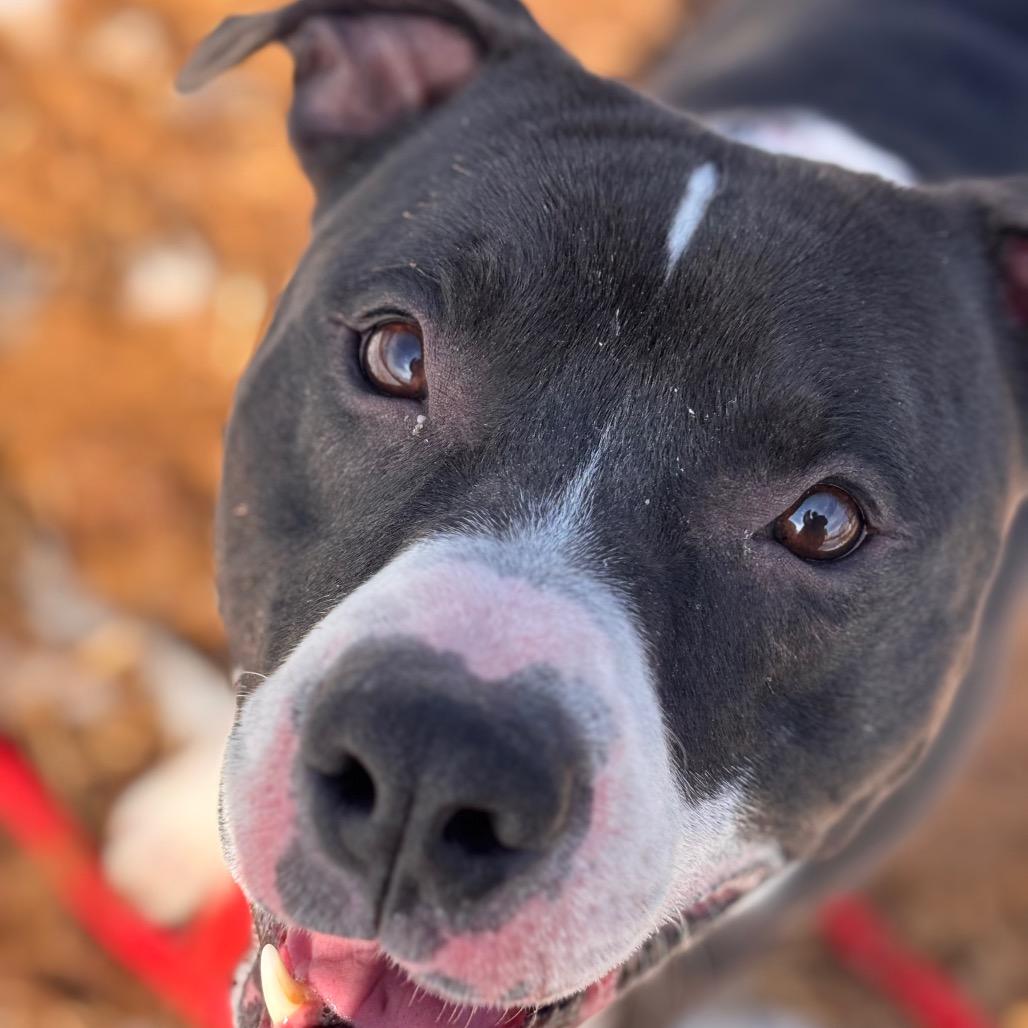 Carl, Adoptable, Adult Male Pit Bull Terrier.