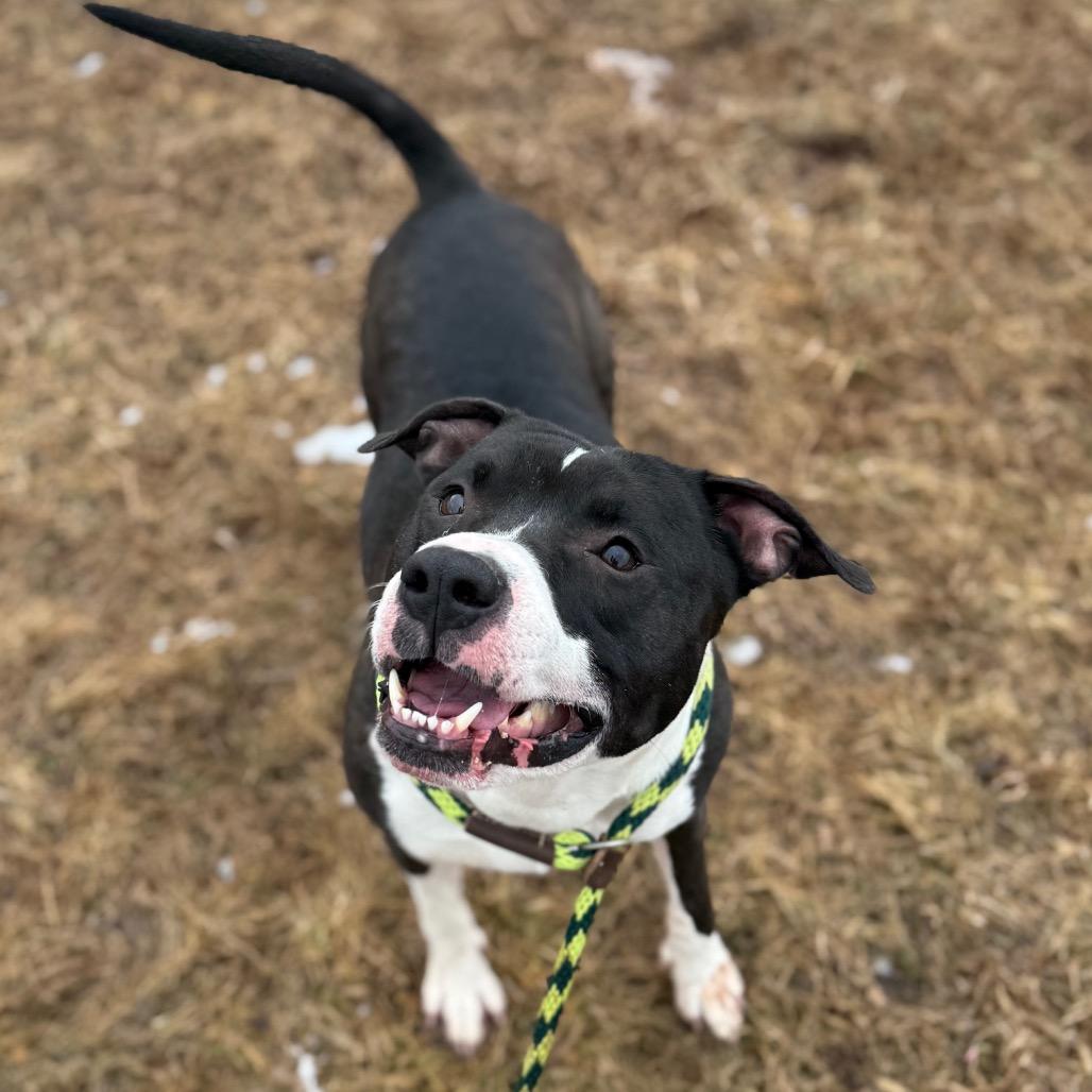 Carl, a Adoptable Pit Bull Terrier in York, PA image 3/6