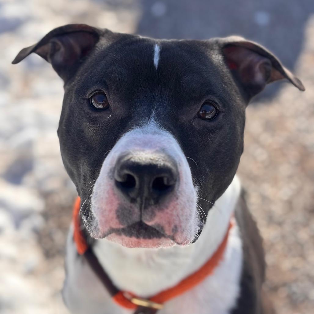 Carl, a Adoptable Pit Bull Terrier in York, PA image 4/6