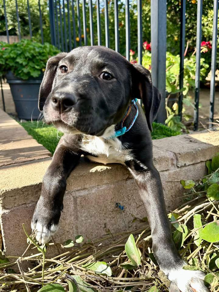 Joey, Adoptable, Puppy Male Australian Cattle Dog / Blue Heeler & Pit Bull Terrier.