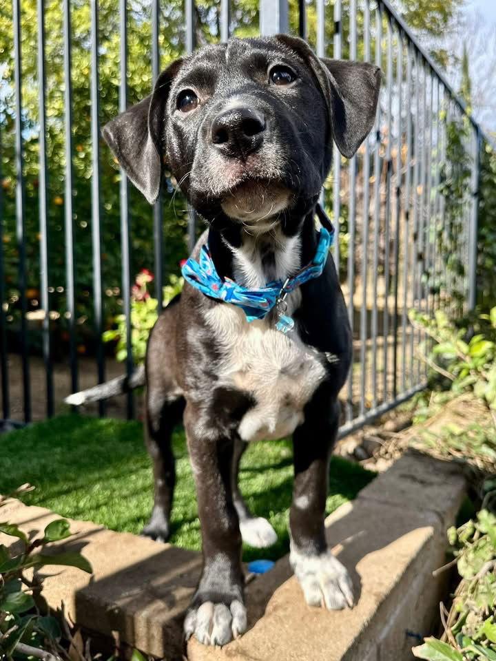 Enlarge Joey, a Adoptable mixed breed in Redlands, CA image 3/3