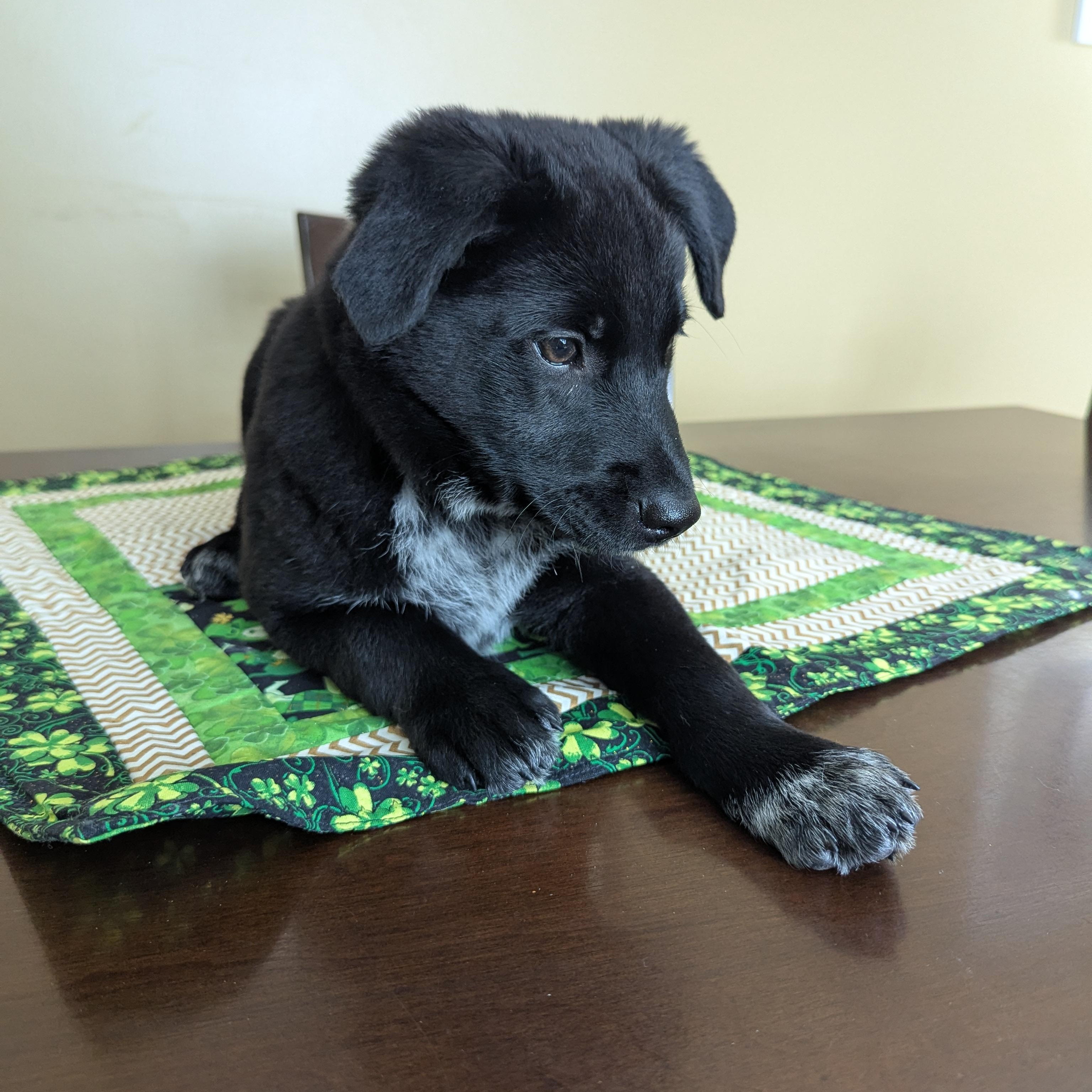 Shadow, Adoptable, Puppy Male Black Labrador Retriever.