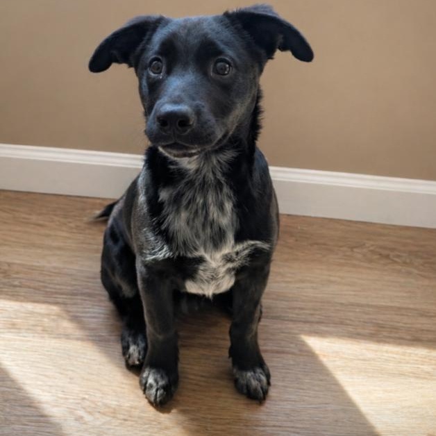 Shadow, adoptable, Puppy Male Black Labrador Retriever.