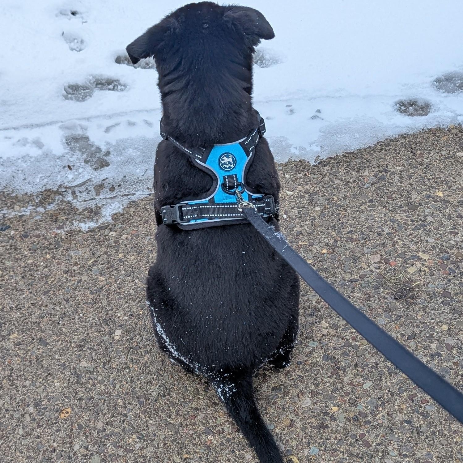 Enlarge Shadow, a Adoptable mixed breed in CHURCHVILLE, NY image 3/3