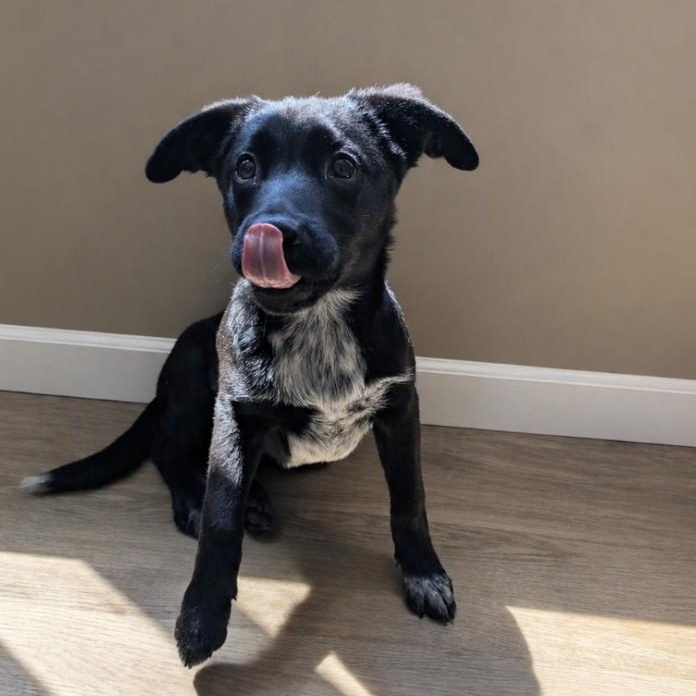 Enlarge Shadow, an adoptable mixed breed in CHURCHVILLE, NY image 2/3