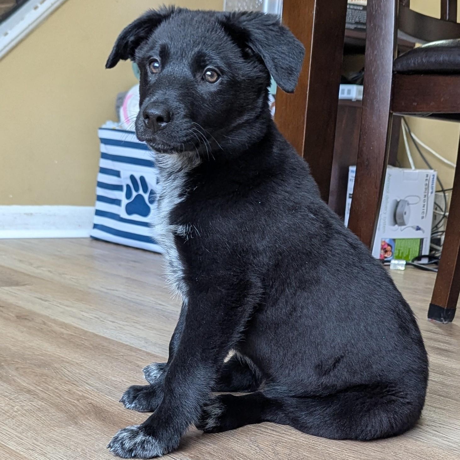 Enlarge Shadow, a Adoptable mixed breed in CHURCHVILLE, NY image 2/3