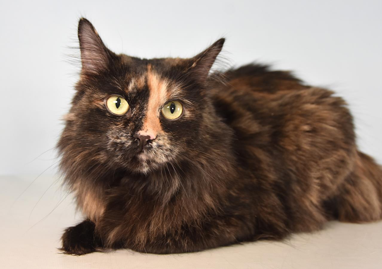 MS KITTY, Adoptable, Adult Female Domestic Long Hair.