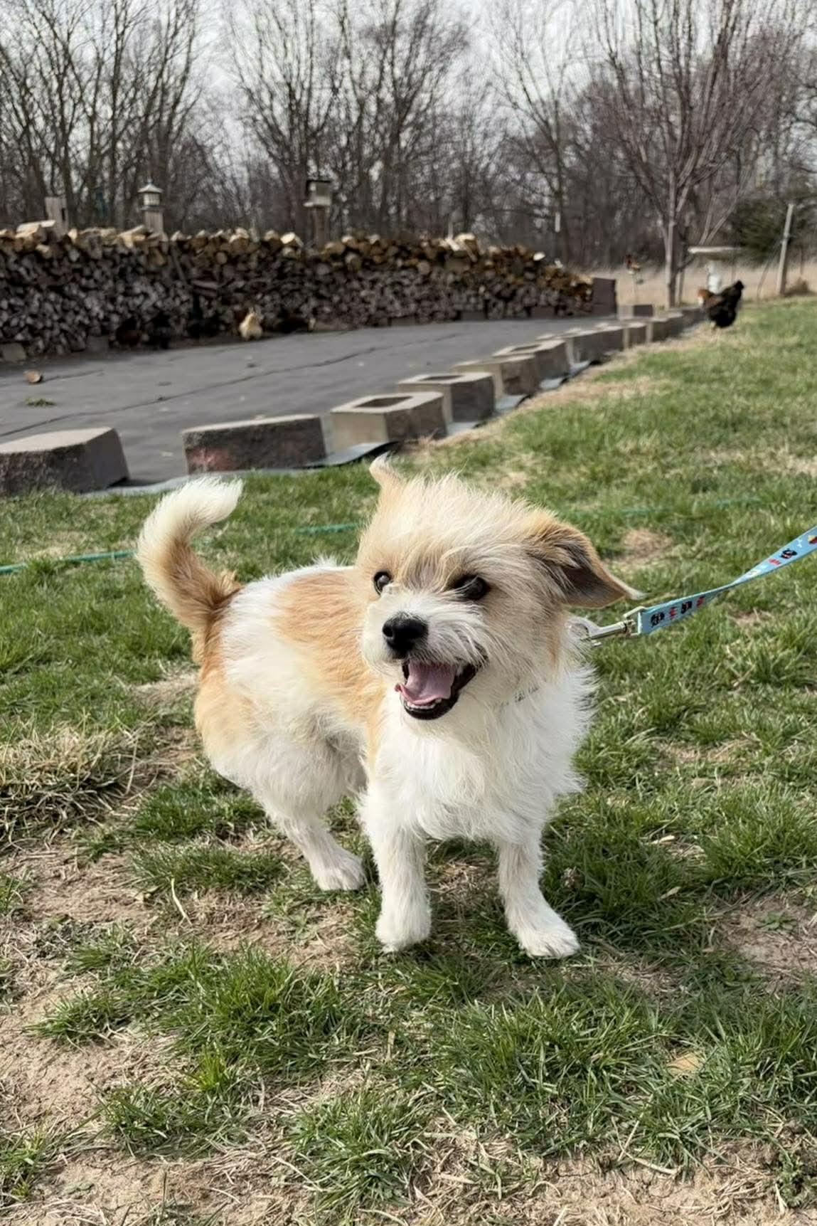 Enlarge Samson, an adopted mixed breed in Plattsmouth, NE image 4/5