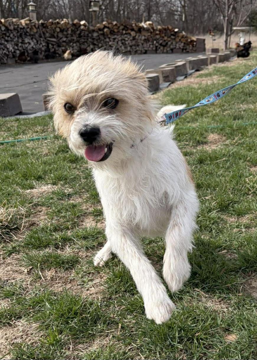 Enlarge Samson, an adopted mixed breed in Plattsmouth, NE image 3/5