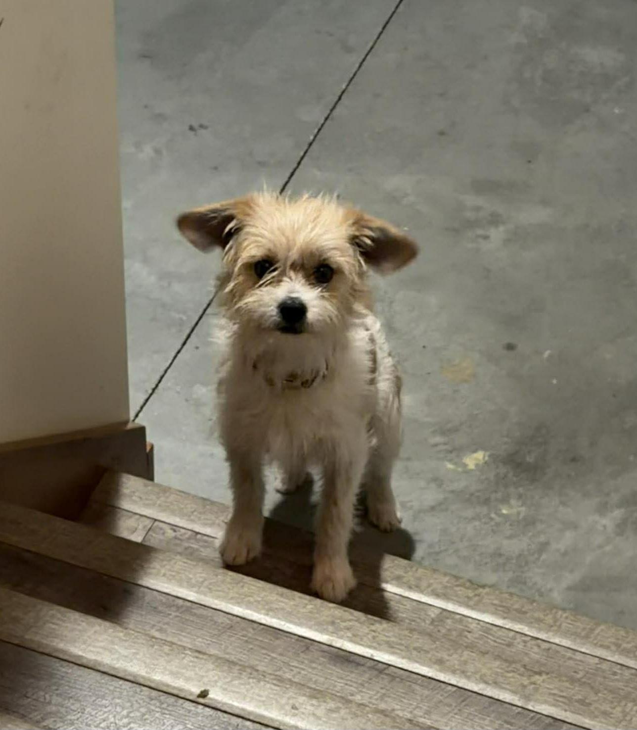 Enlarge Samson, an adopted mixed breed in Plattsmouth, NE image 5/5