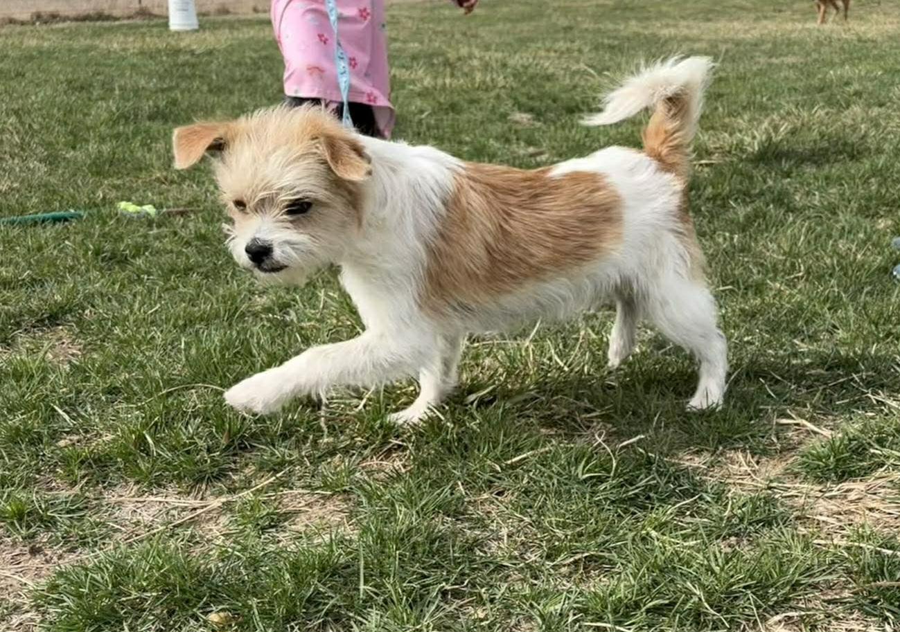 Samson, adopted, Young Male Terrier.