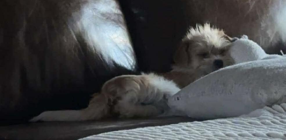 Enlarge Samson, an adopted mixed breed in Plattsmouth, NE image 2/5