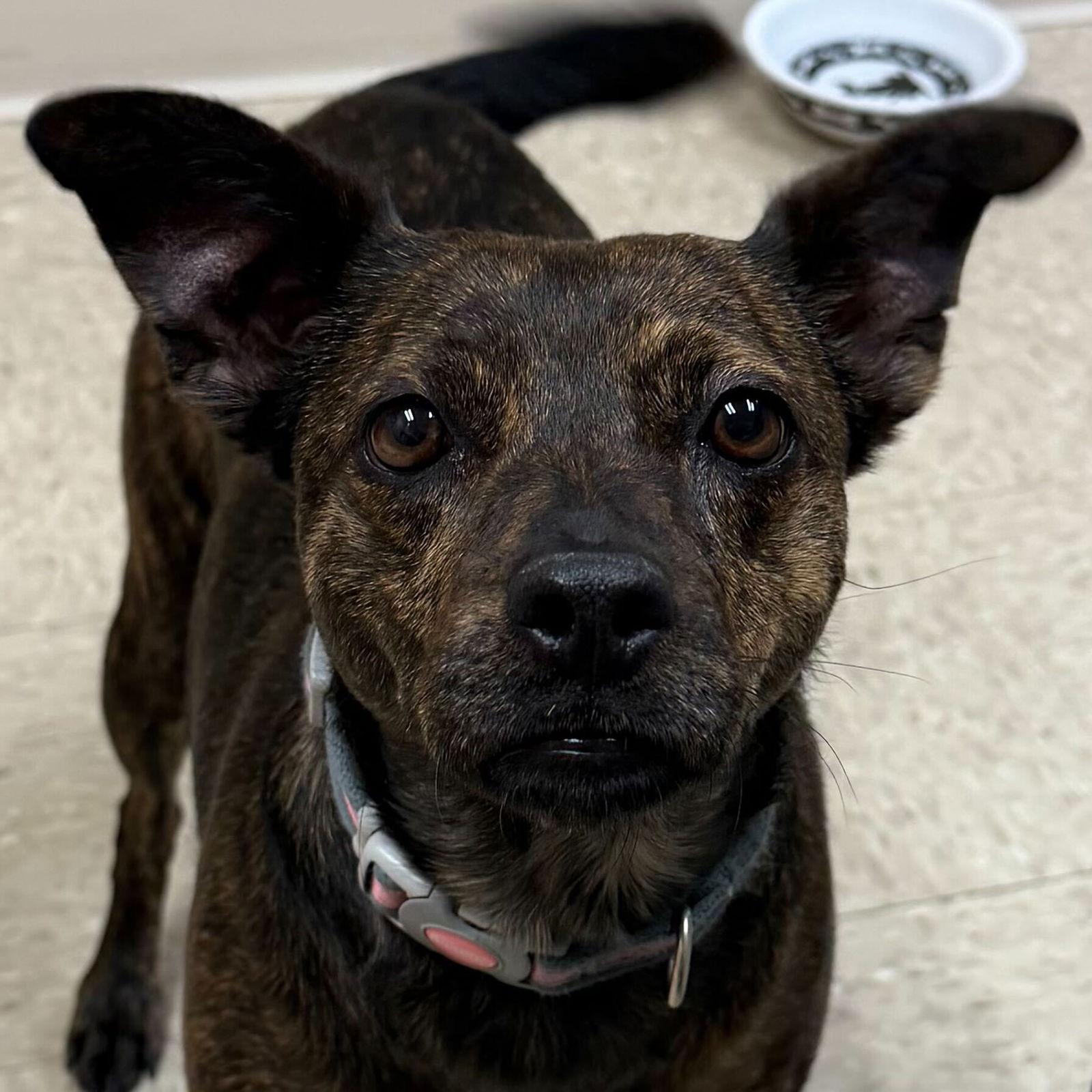 Bailey, Adoptable, Adult Female Terrier.