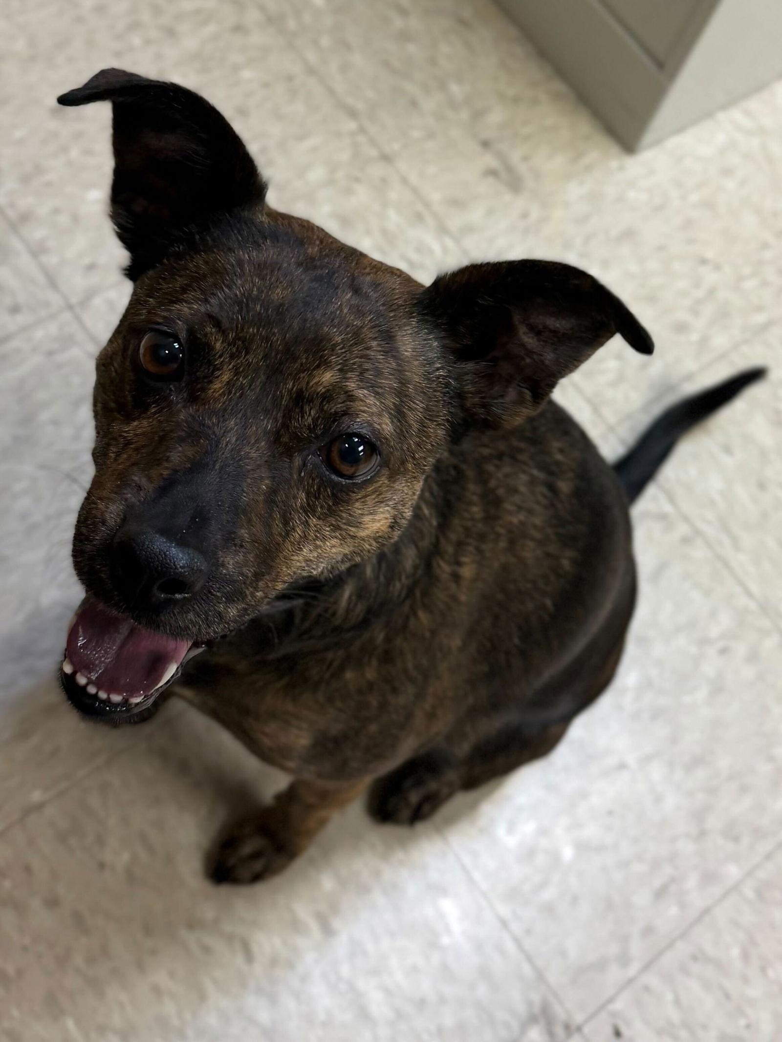 Enlarge Bailey, an adopted Terrier in Jefferson, WI image 2/3