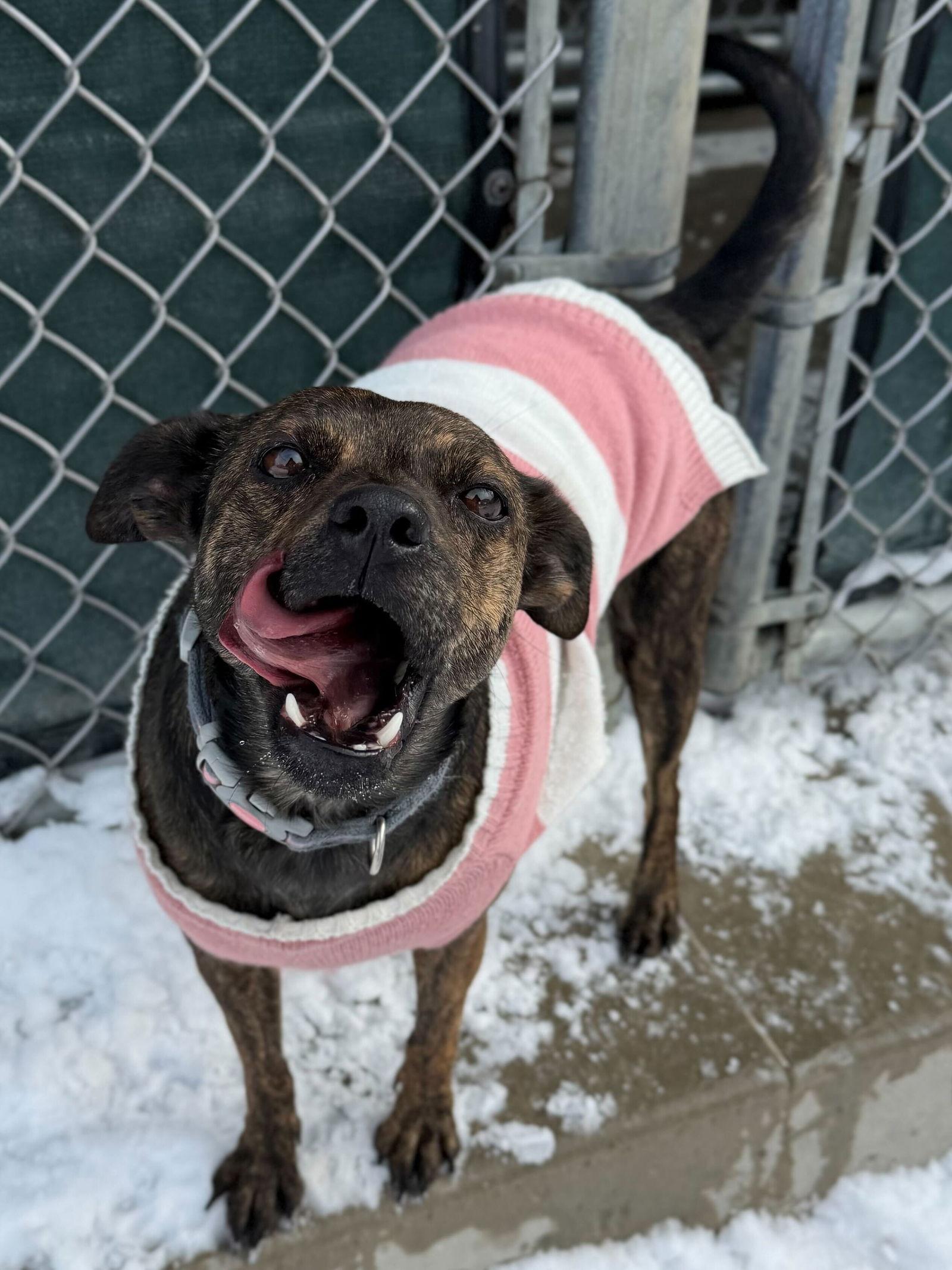 Enlarge Bailey, an adopted Terrier in Jefferson, WI image 3/3