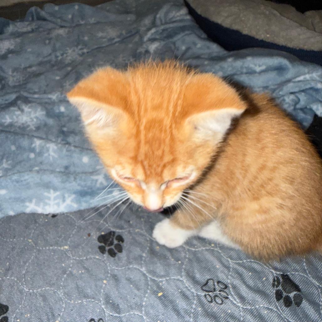 Enlarge Sinatra, a Adoptable Domestic Short Hair in Ferndale, WA image 2/2