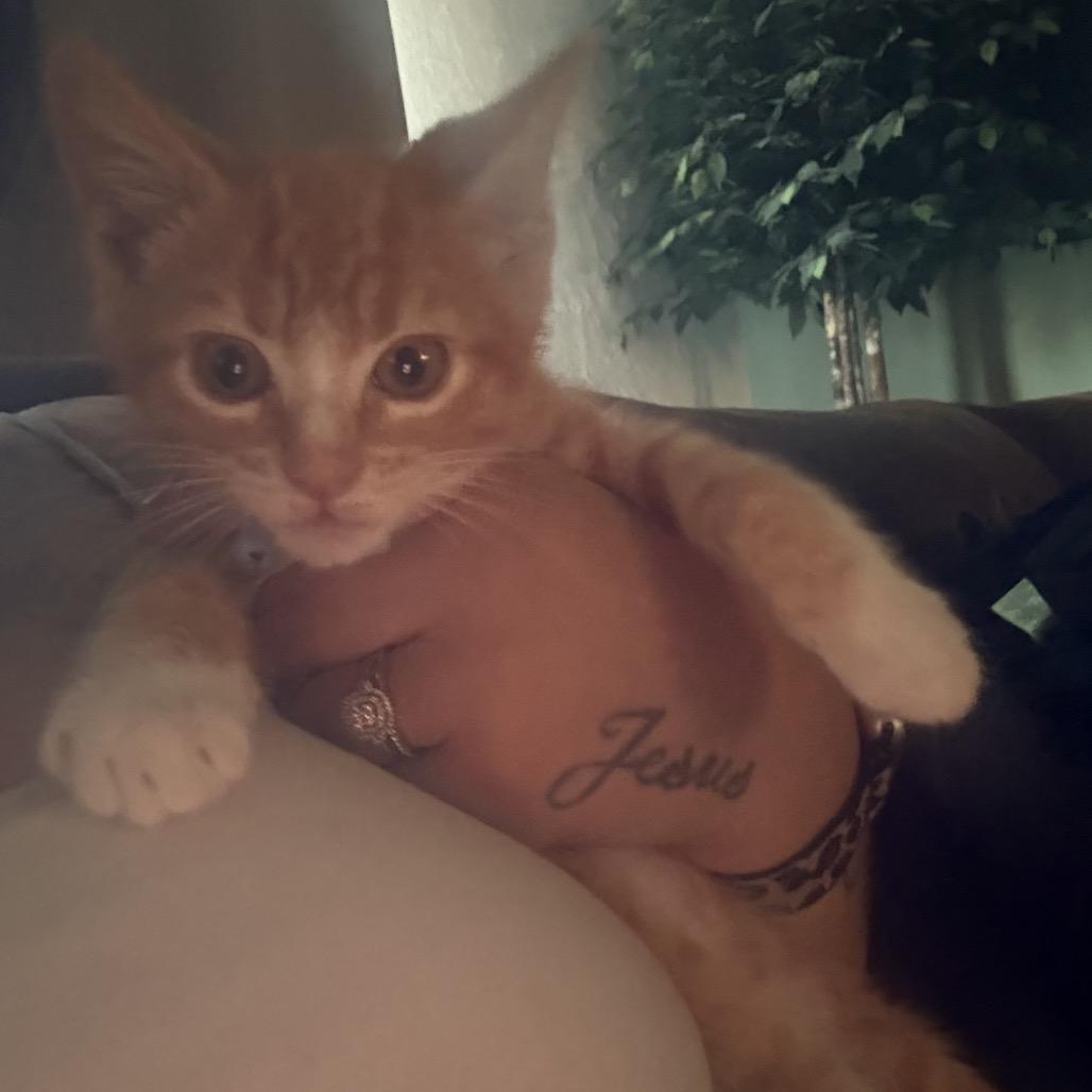 Enlarge Sinatra, a Adoptable Domestic Short Hair in Ferndale, WA image 4/5