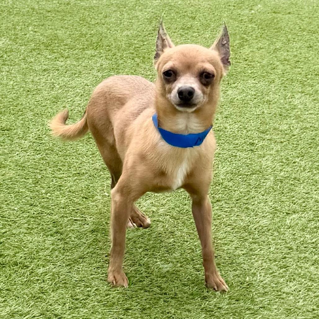Parker - Missouri MY26-140, a Adoptable Chihuahua in Humansville, MO image 1/6