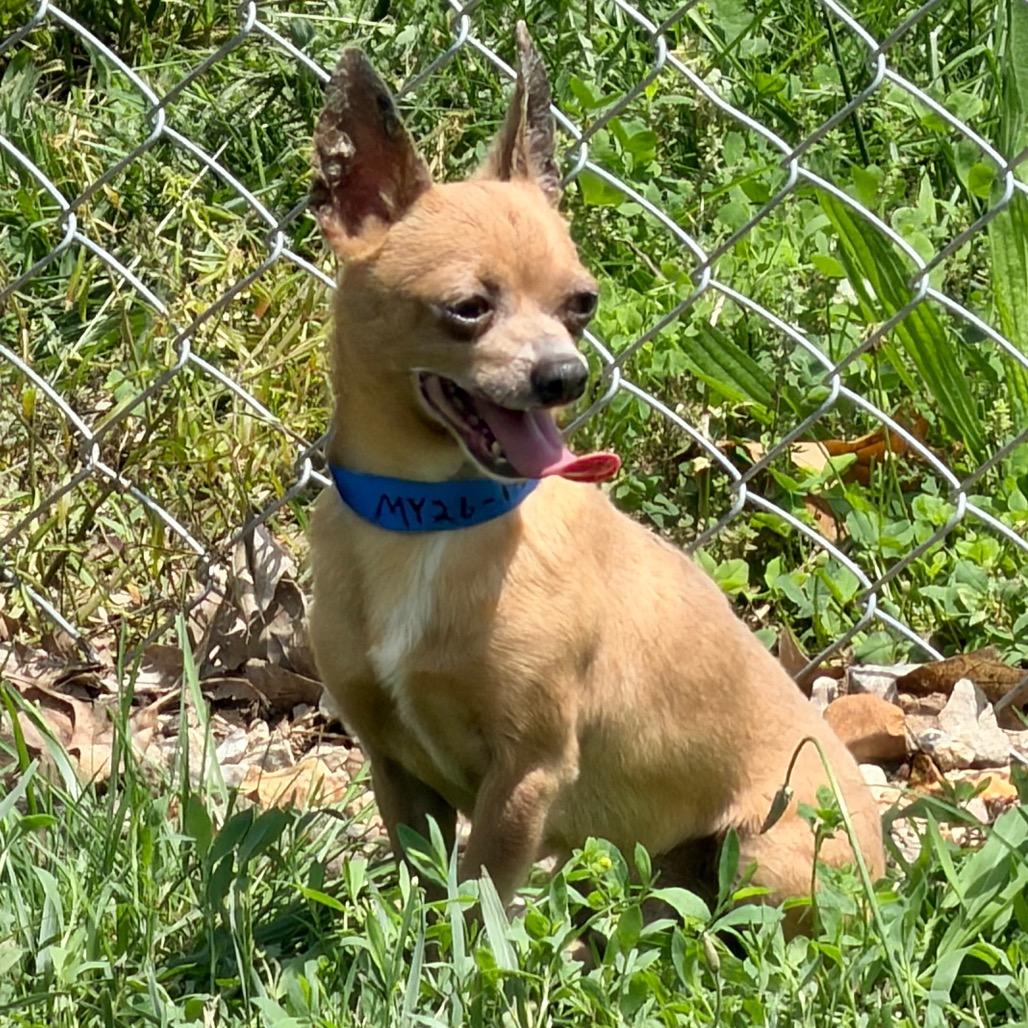 Parker - Missouri MY26-140, a Adoptable Chihuahua in Humansville, MO image 2/6
