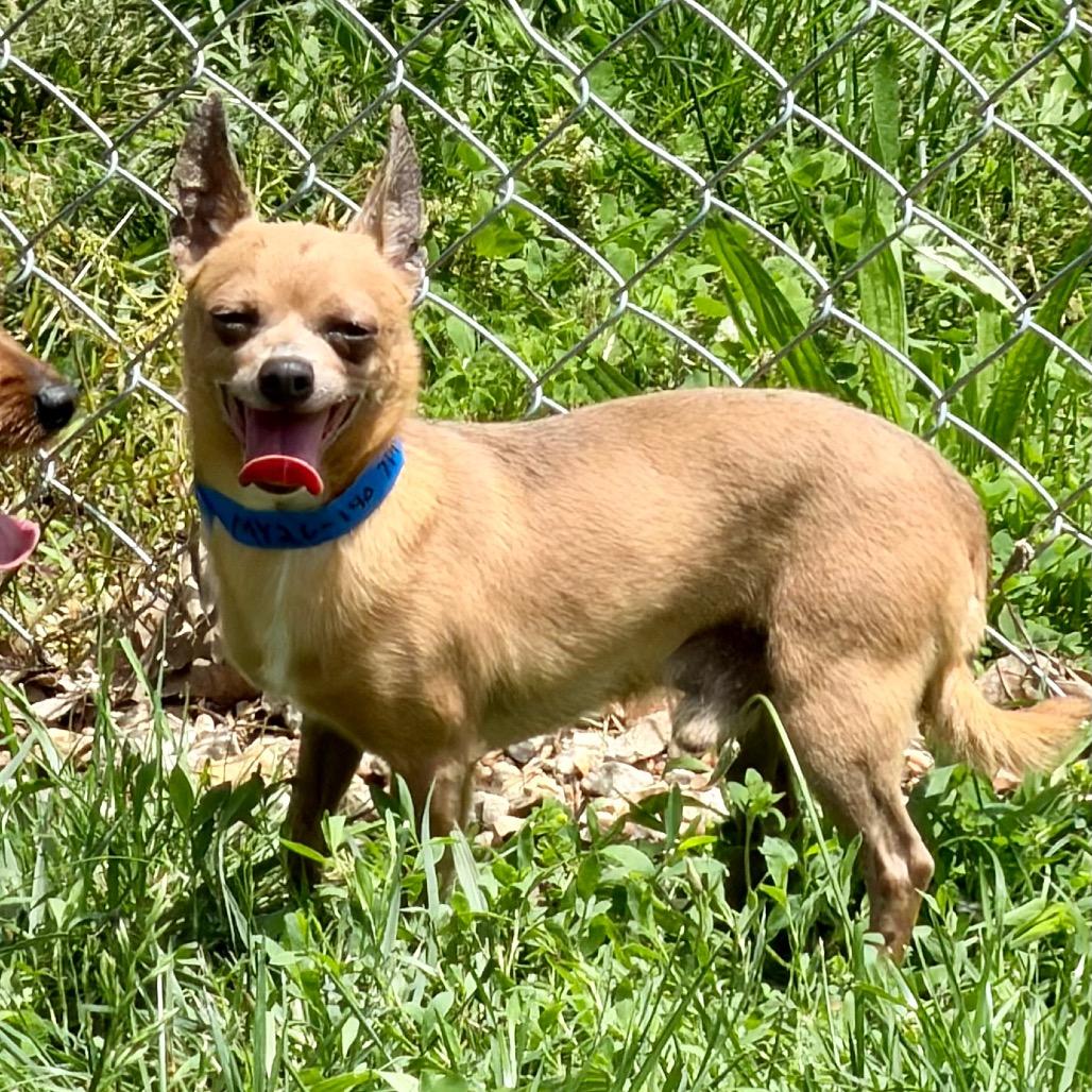 Parker - Missouri MY26-140, a Adoptable Chihuahua in Humansville, MO image 3/6