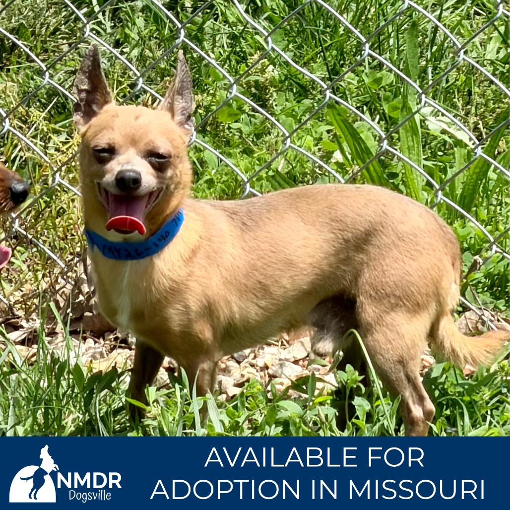 Parker - Missouri MY26-140, a Adoptable Chihuahua in Humansville, MO image 4/6