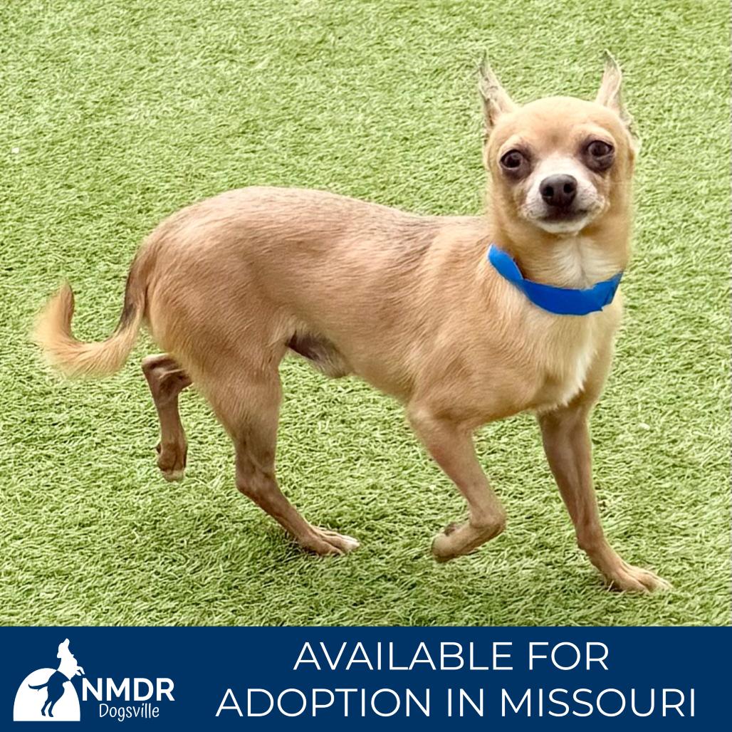 Parker - Missouri MY26-140, a Adoptable Chihuahua in Humansville, MO image 5/6
