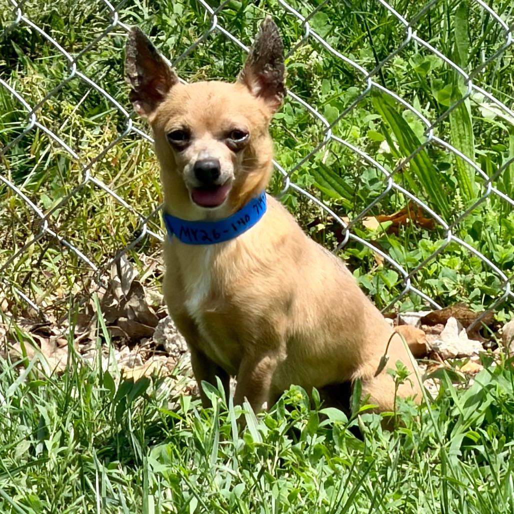 Parker - Missouri MY26-140, a Adoptable Chihuahua in Humansville, MO image 6/6