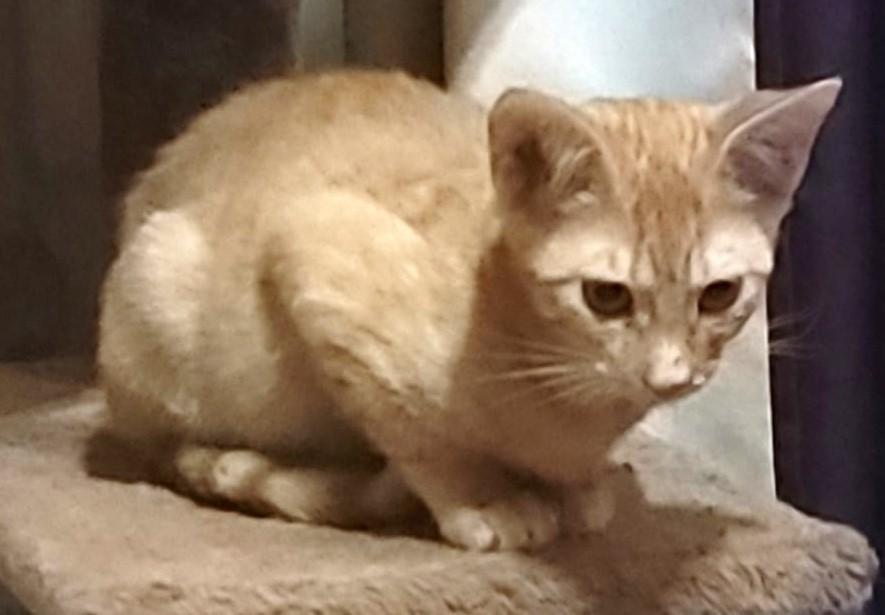 Enlarge OXSANA, a Adoptable Domestic Short Hair in fort worth, TX image 1/1