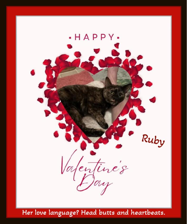 Ruby - Certified lap inspector—now accepting Valentine applications!, ADOPTABLE, Young Female Domestic Short Hair.