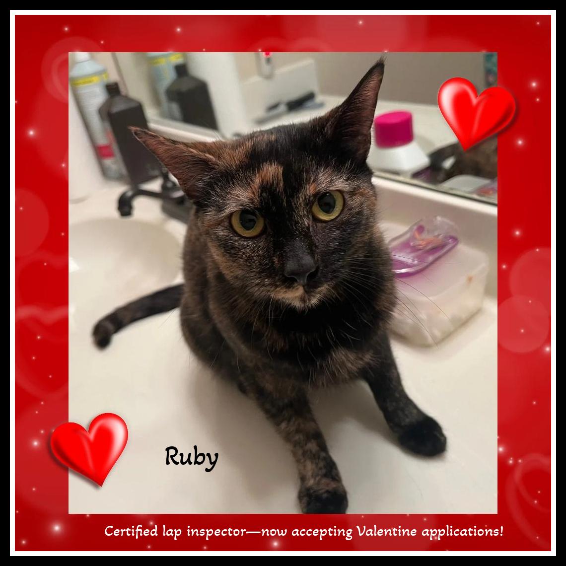 Enlarge Ruby - Certified lap inspector—now accepting Valentine applications!, a ADOPTABLE Domestic Short Hair in Winston Salem, NC image 2/4