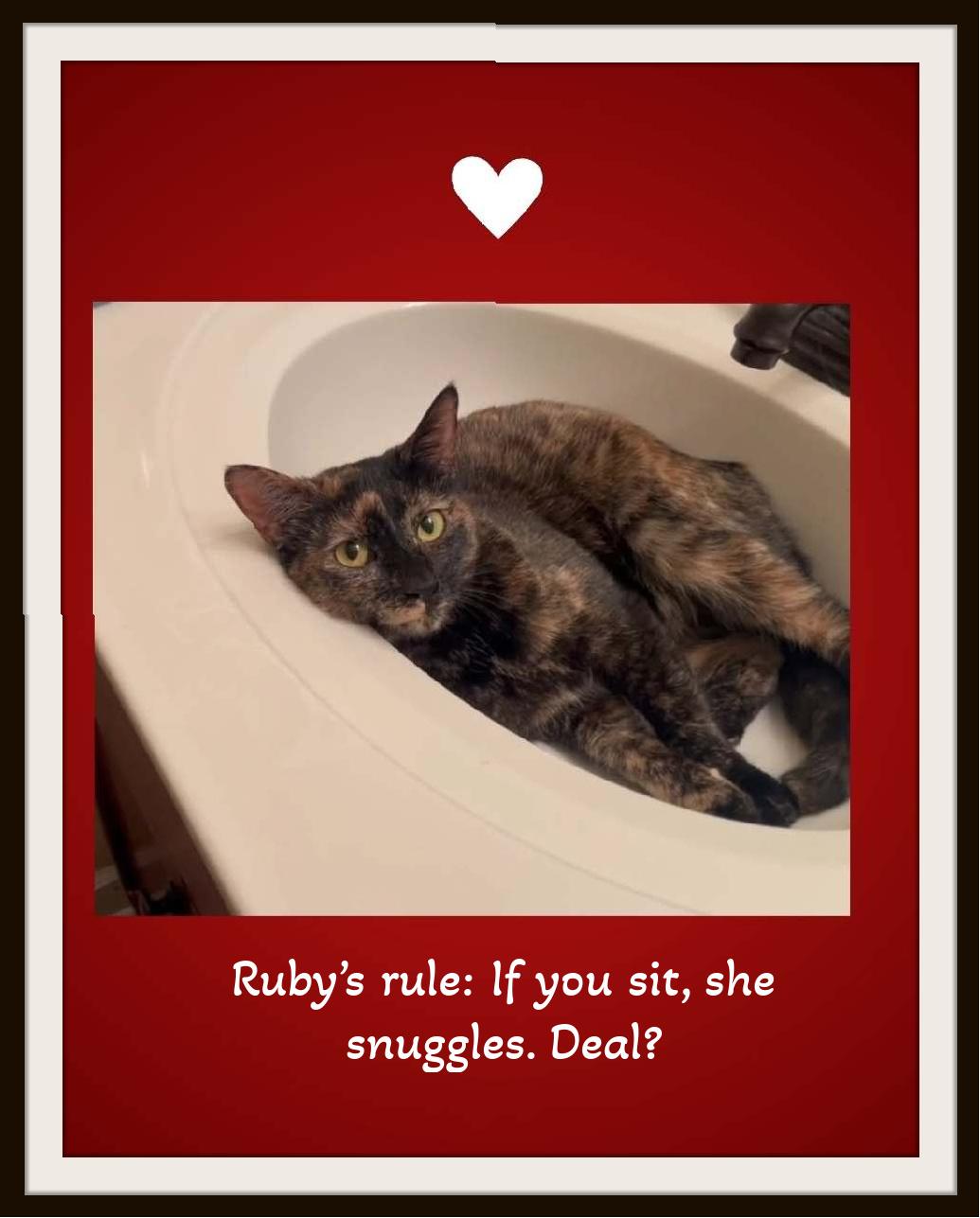 Enlarge Ruby - Certified lap inspector—now accepting Valentine applications!, a ADOPTABLE Domestic Short Hair in Winston Salem, NC image 4/4