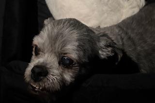 Enlarge GEORGIE, an adopted mixed breed in fort worth, TX image 4/6