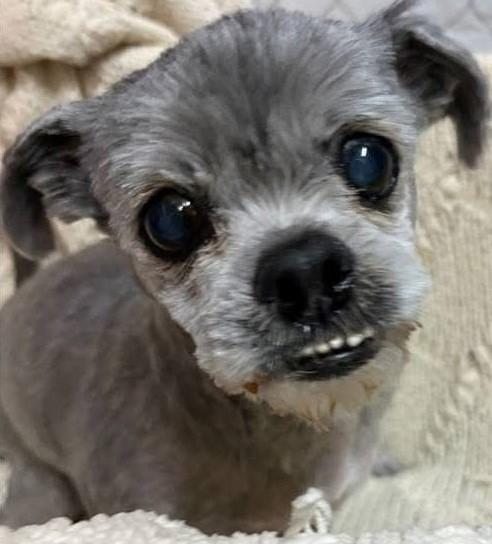 GEORGIE, adopted, Senior Male Shih Tzu.