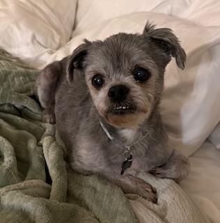 Enlarge GEORGIE, an adopted mixed breed in fort worth, TX image 2/6