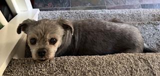 Enlarge GEORGIE, an adopted mixed breed in fort worth, TX image 3/6